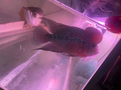 Cá La Hán 20cm Đỏ vân trắng rẻ đẹp top Hà Nội