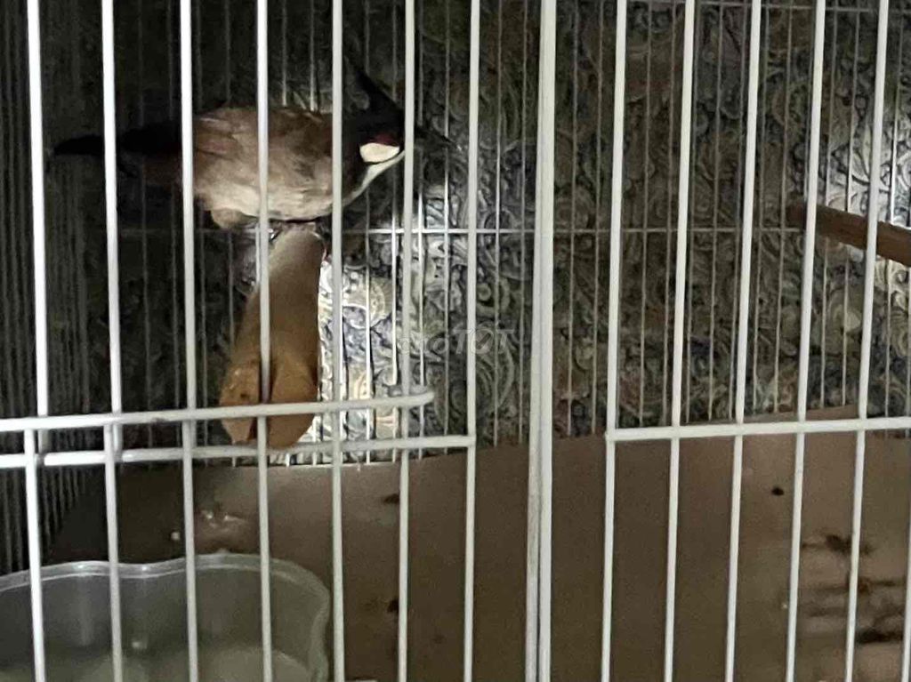 Chim chào mào trống. Mua bán Chim tại Thị xã Bến Cát Bình Dương được đăng bởi hiep le hình 1