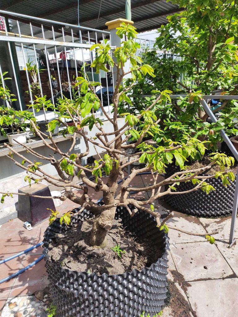 cây trang trí, decor, tiểu cảnh, trang trí tiệc. Mua bán Cây cảnh, đồ trang trí tại Thành phố Thuận An Bình Dương được đăng bởi Lê hữu Phước hình 1