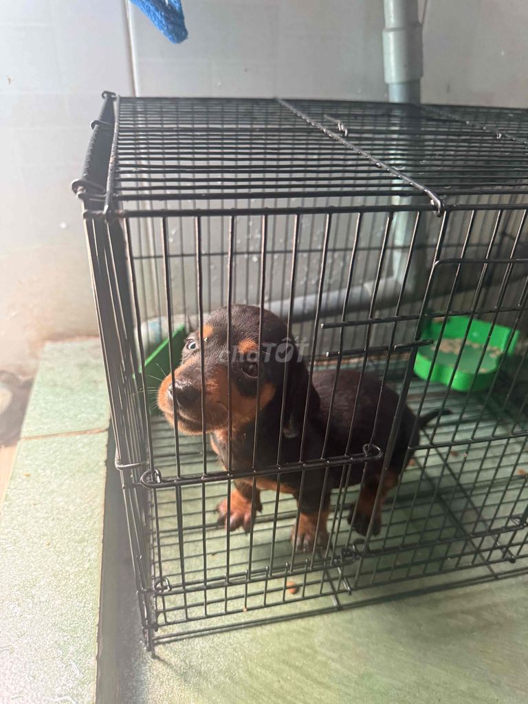 Chó Lạp xưởng đực Đen vàng thân thiện. Mua bán Chó tại Quận 8 Tp Hồ Chí Minh được đăng bởi Minh Đức hình 1