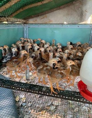 Gà choi. Mua bán Gà tại Huyện Hóc Môn Tp Hồ Chí Minh được đăng bởi Thúy