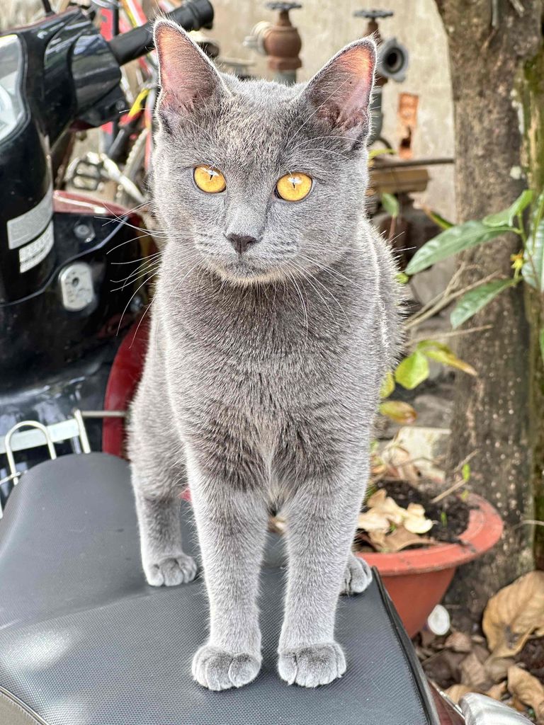 Mèo Nga 1 năm Xám. Mua bán Mèo tại Huyện Nhà Bè Tp Hồ Chí Minh được đăng bởi Trịnh Hưng hình 1