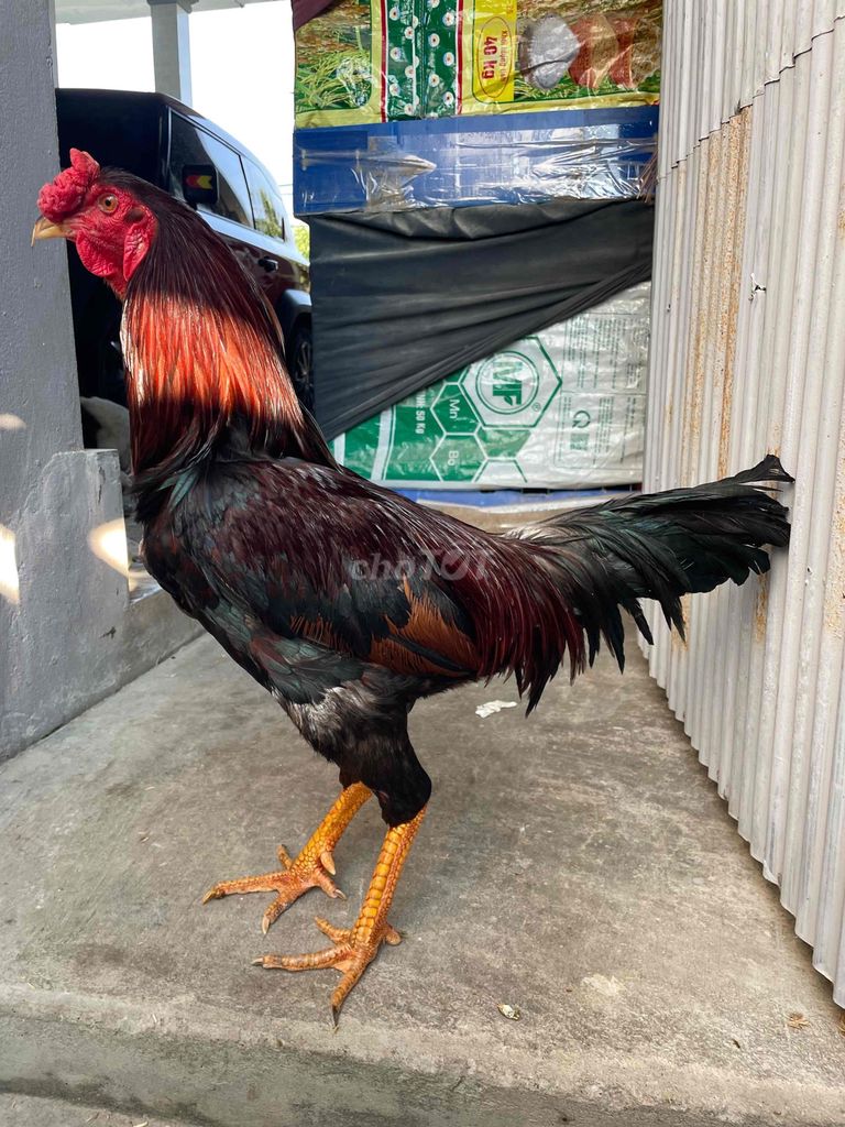 điều 3kg4 f1 chỉ đỗ mái. Mua bán Gà tại Quận Ninh Kiều Cần Thơ được đăng bởi Chuyên gà đá  hình 1