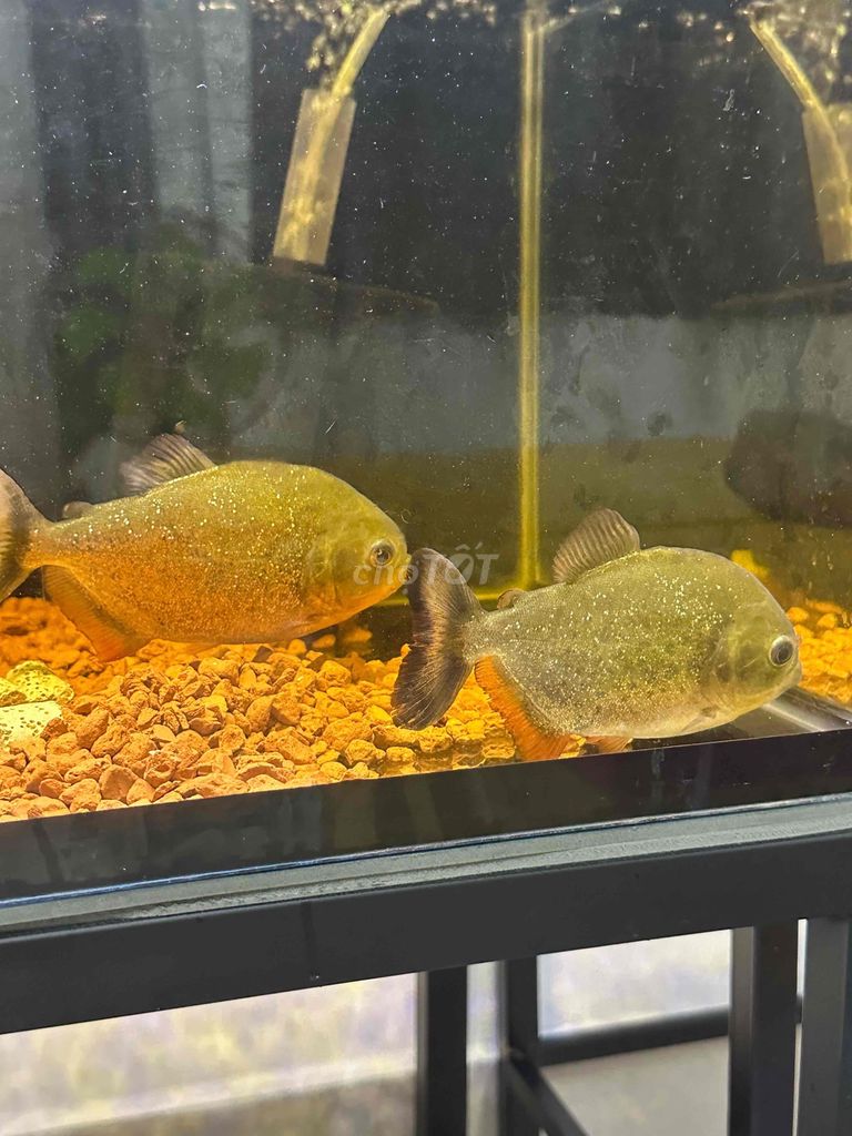 Cá Piranha red. Mua bán Thú cưng khác tại Quận Ninh Kiều Cần Thơ được đăng bởi Minh Tỷ hình 1