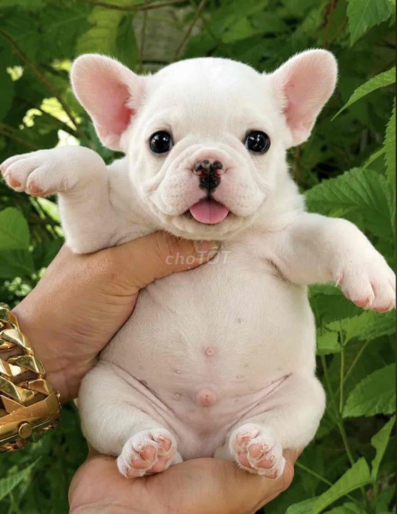 Bé bull pháp short body màu bò sữa & trắng. Mua bán Chó tại Huyện Bình Chánh Tp Hồ Chí Minh được đăng bởi mini pet house sài gòn hình 1