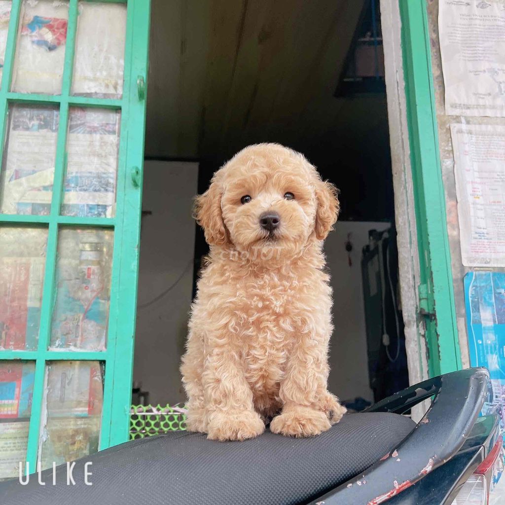 CHÓ POODLE thuần chân lùn mũi Hồng ( hình thật)