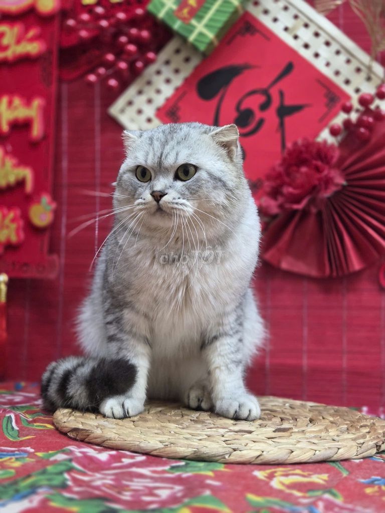 Mèo Anh lông ngắn 2 tuổi. Mua bán Mèo tại Quận Đống Đa Hà Nội được đăng bởi Dung Đỗ hình 1