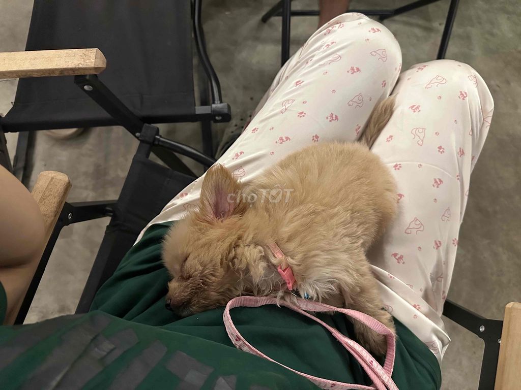 Chó Poodle Tiny Nâu nhạt 3 tháng. Mua bán Chó tại Quận Hoàng Mai Hà Nội được đăng bởi nguyễn phương anh hình 1