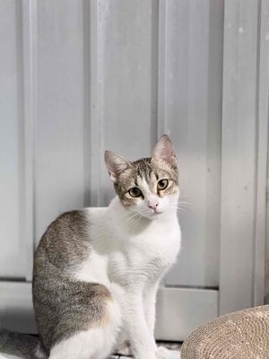 Mèo ta 6 tháng tuổi