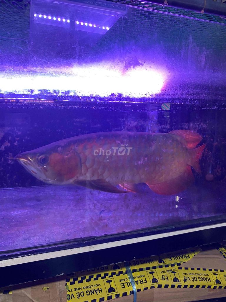 cá huyết long. Mua bán Thú cưng khác tại Thị xã Tân Uyên Bình Dương được đăng bởi Khoa hình 3