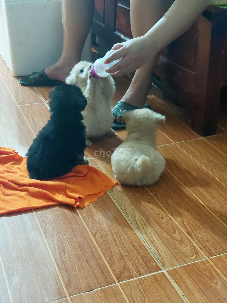 Chó Poodle tiny đực 2 tháng đã tiêm. Mua bán Chó tại Thị xã Phổ Yên Thái Nguyên được đăng bởi Chung hình 1