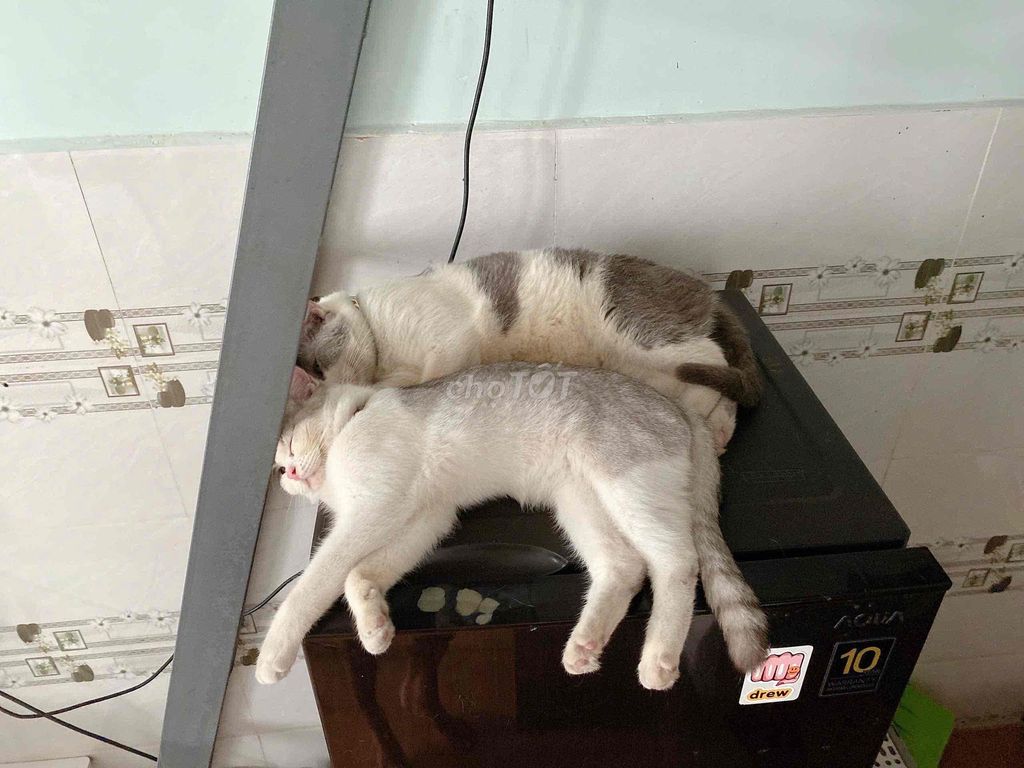 Mèo Anh lông ngắn cái 1 tuổi. Mua bán Mèo tại Quận 12 Tp Hồ Chí Minh được đăng bởi định trần hình 1