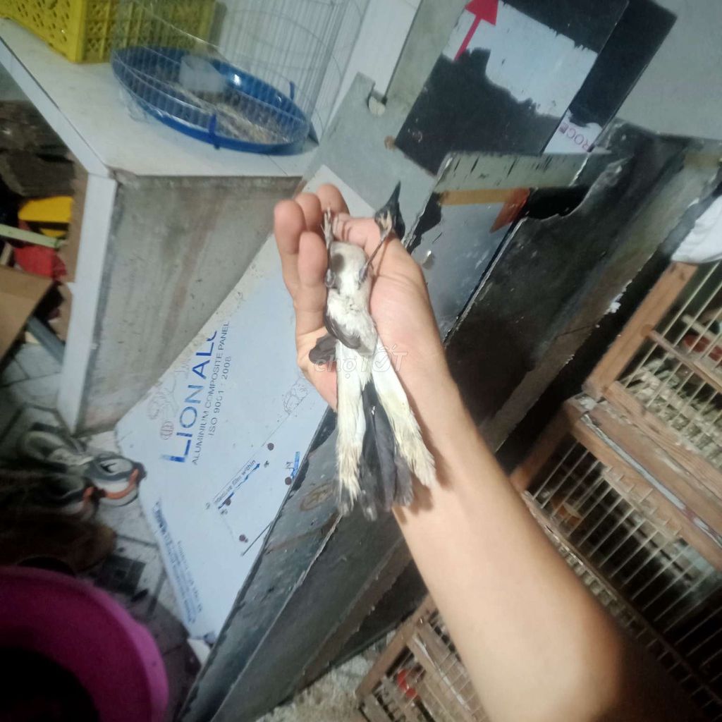 Chim chòe than đực Đen trắng đuôi 11 hót hay. Mua bán Chim tại Huyện Bình Chánh Tp Hồ Chí Minh được đăng bởi Mr Bảo  hình 1