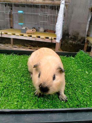 chuột lang cali đực trên 2 tháng tuổi đủ màu sắc