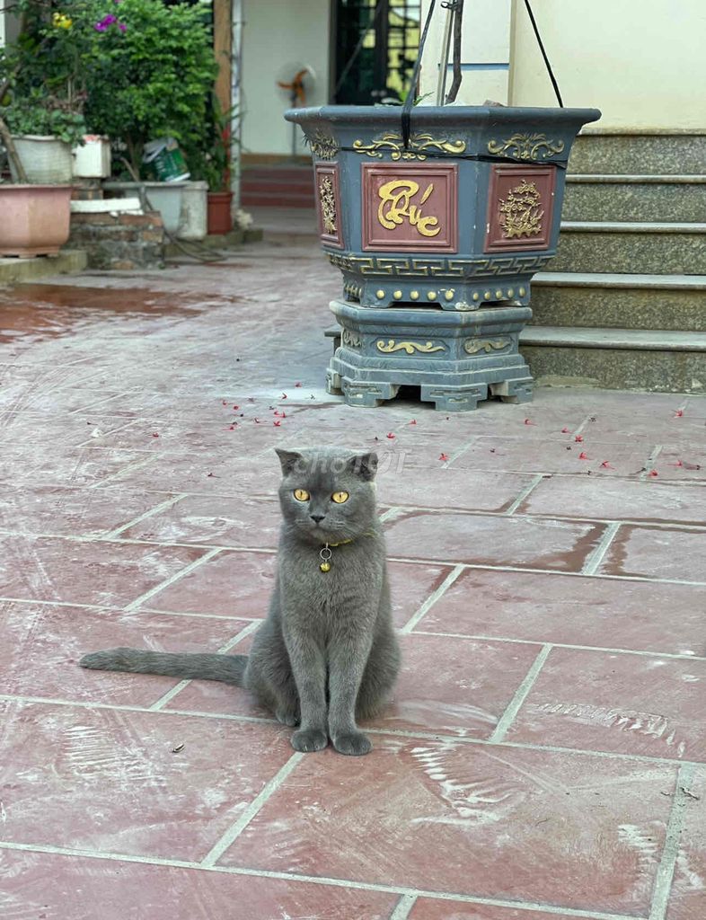 Mèo tai cụp Xám. Mua bán Mèo tại Huyện Đông Anh Hà Nội được đăng bởi Cute Petshop hình 1