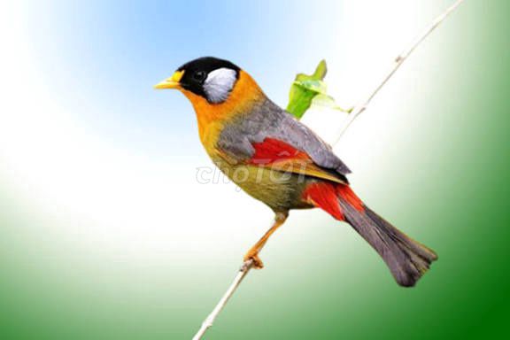 Chim Ngũ Sắc Trống Đa sắc. Mua bán Chim tại Quận 12 Tp Hồ Chí Minh được đăng bởi Võ Nguyễn Gia Huy hình 1