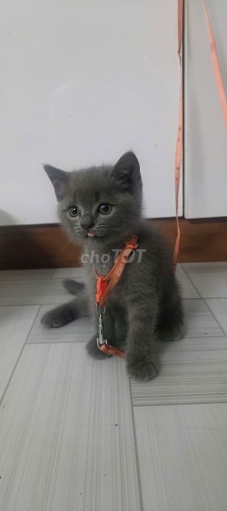 Mèo Anh lông ngắn đực 2 tháng. Mua bán Mèo tại Thành phố Thuận An Bình Dương được đăng bởi Trường Nguyễn hình 1