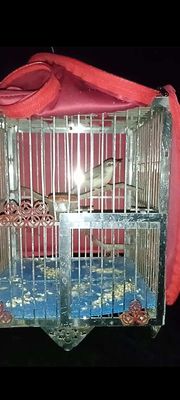 Ra đi cả bộ chim với lồng 150k. Mua bán Chim tại Thành phố Sa Đéc Đồng Tháp được đăng bởi Tien