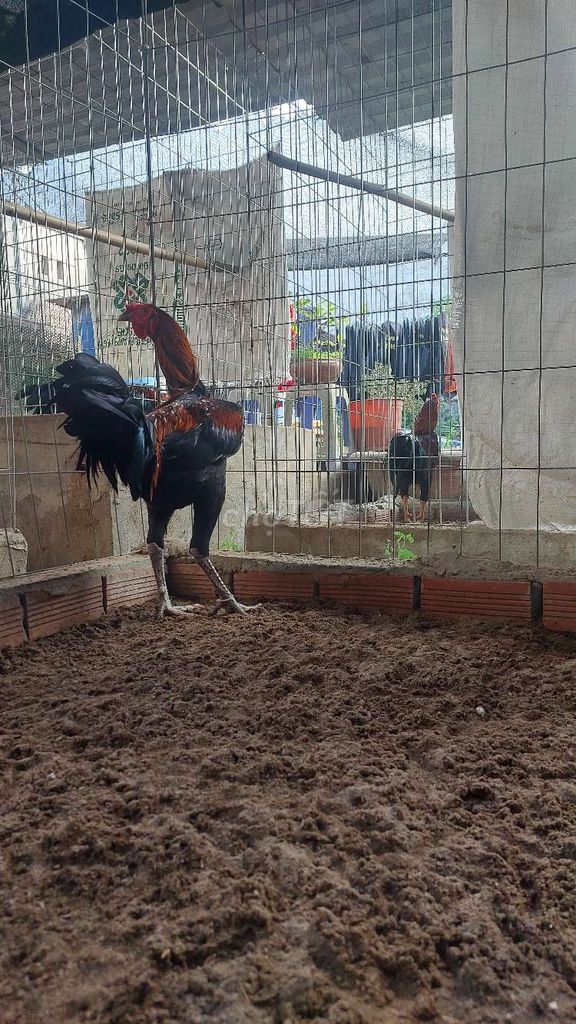 Gà chọi Peru 3.8kg - 4kg Đen Đỏ. Mua bán Gà tại Quận Ninh Kiều Cần Thơ được đăng bởi  ga lai hình 1