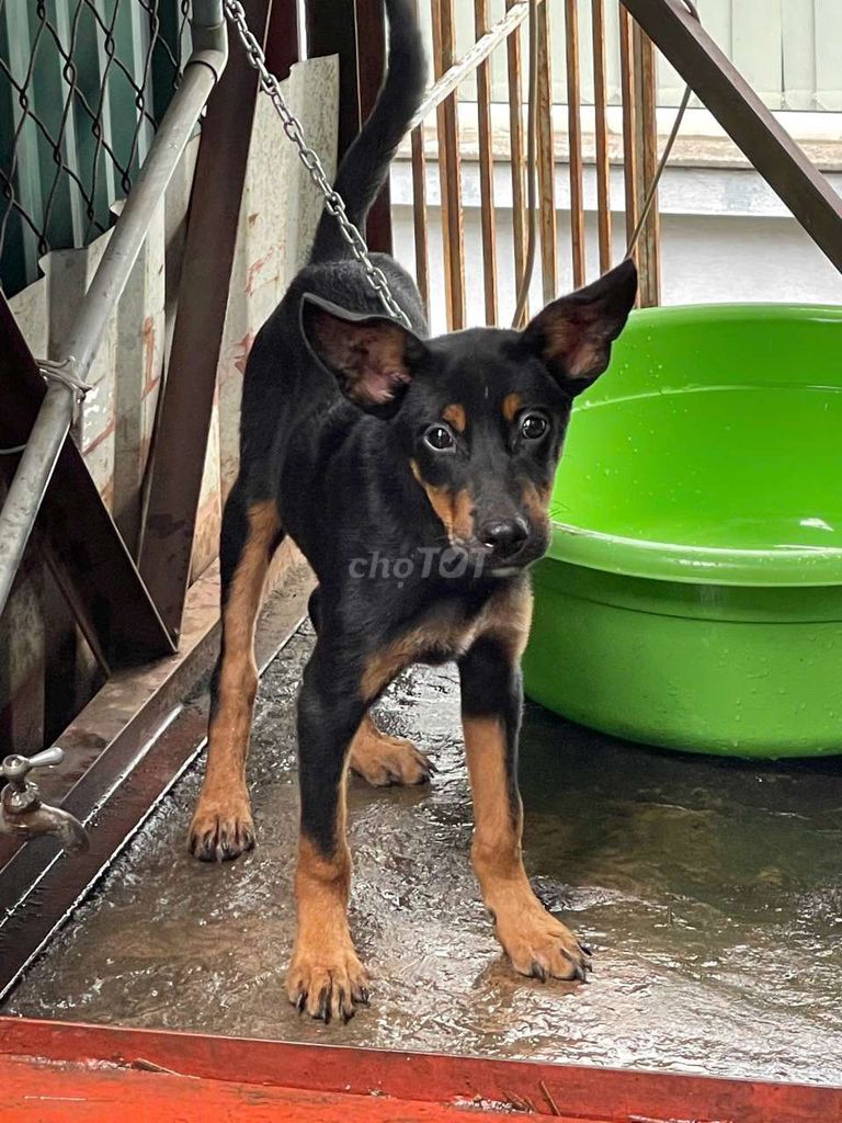 Chó doberman con 4 tháng to đẹp , có sổ tiêm. Mua bán Chó tại Quận Hoàn Kiếm Hà Nội được đăng bởi Hồng Anh hình 2