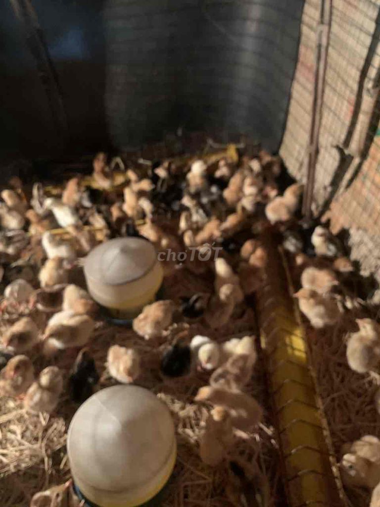 Gà con nhiều màu khỏe mạnh đã tiêm. Mua bán Gà tại Huyện Hòa Thành Tây Ninh được đăng bởi Ambulance Tây Ninh Emergency hình 1