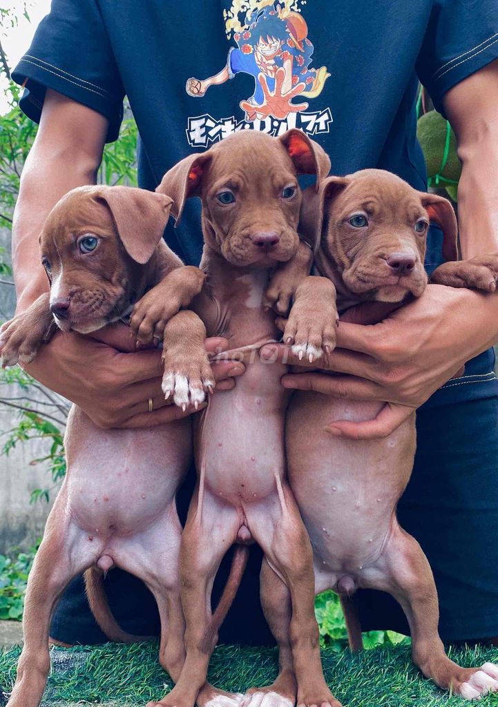 Chó Pitbull nghiệp vụ. Mua bán Chó tại Thành phố Thanh Hóa Thanh Hóa được đăng bởi Phạm Phát Tài hình 1