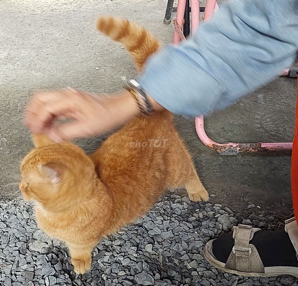 Mèo Anh chân lùn đực. Mua bán Mèo tại Quận 12 Tp Hồ Chí Minh được đăng bởi Tuấn760 hình 1