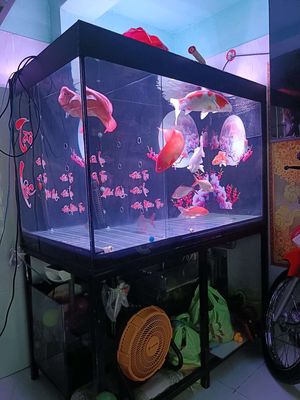 Hồ cá Kính Kim loại Đen 1m2x70cmx80cm. Mua bán Phụ kiện, Thức ăn, Dịch vụ tại Thành phố Thuận An Bình Dương được đăng bởi Nguyen Hop