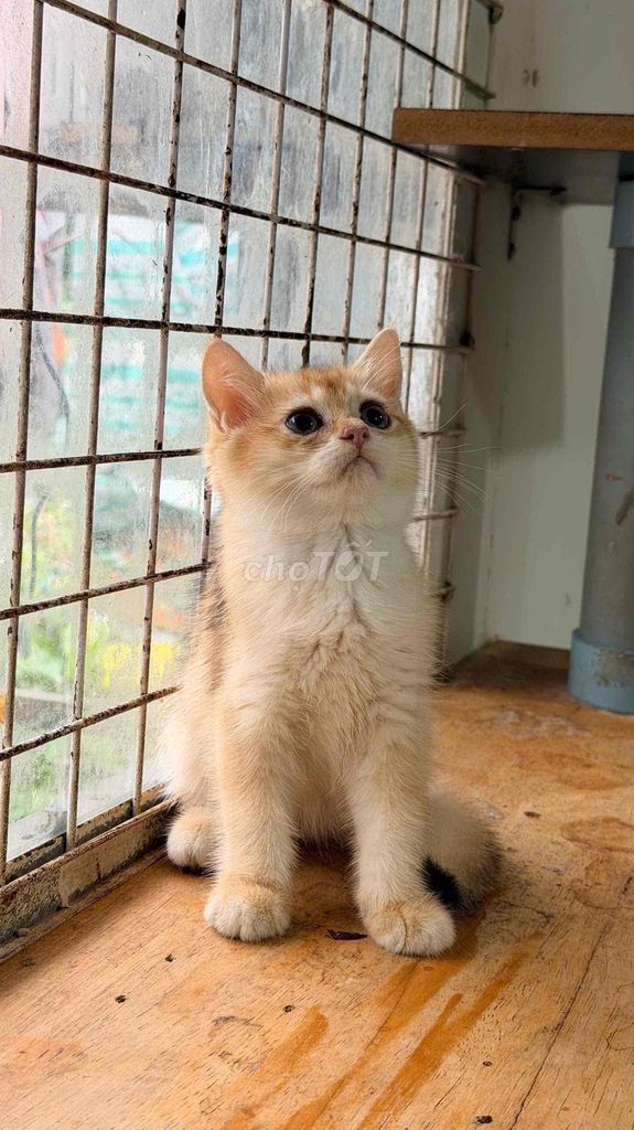 Mèo Golden Tabby Vàng kem 1 mũi tiêm. Mua bán Mèo tại Quận Tân Phú Tp Hồ Chí Minh được đăng bởi Clq Qq hình 1