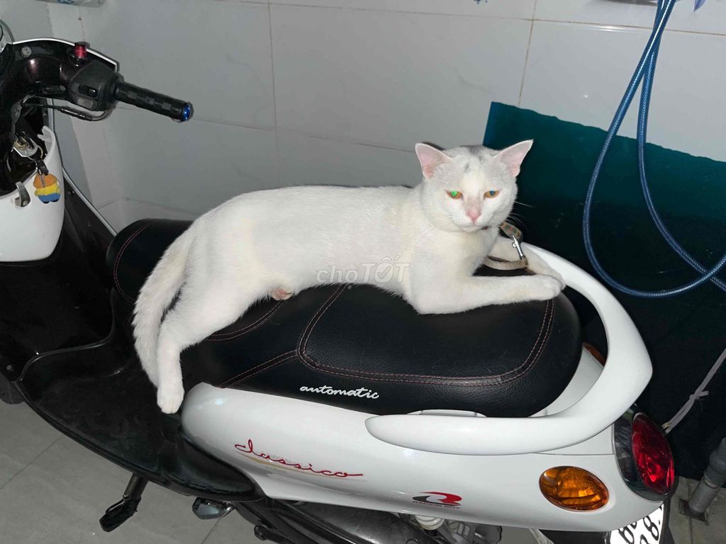 Mèo nhà Đực Cái Trắng Đen trắng. Mua bán Mèo tại Thành phố Biên Hòa Đồng Nai được đăng bởi Thuỷ Tiên hình 1