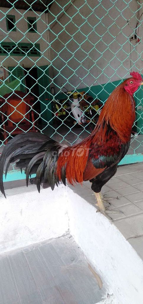 2,7 tơ zin tay cục mau chơi. Mua bán Gà tại Huyện Phong Điền Cần Thơ được đăng bởi Ký cần Thơ  hình 1