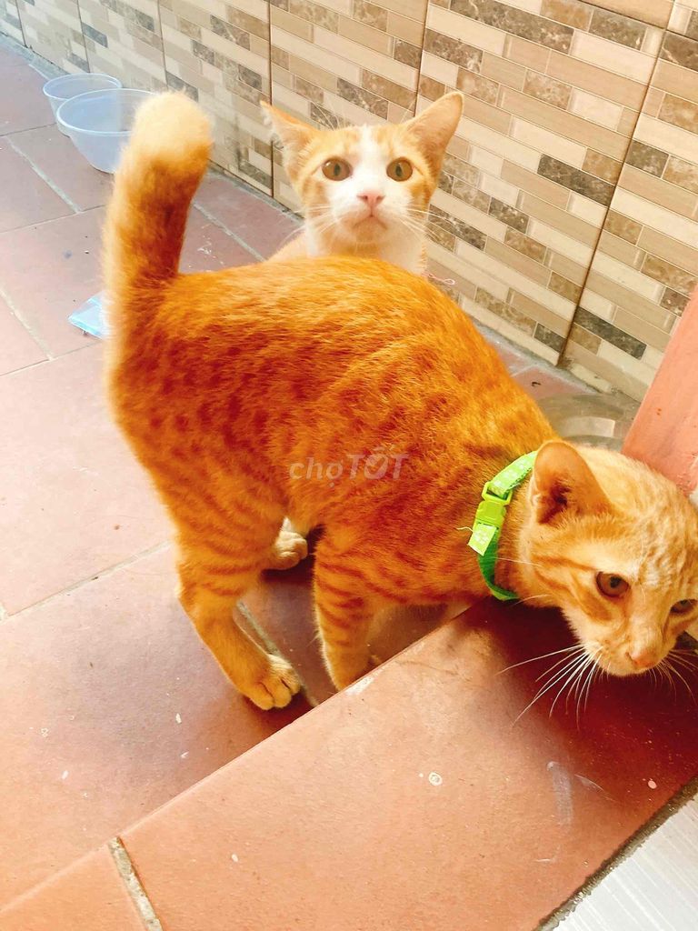 gò vấp/ tly 2 Mèo Vàng cam. Mua bán Mèo tại Quận Gò Vấp Tp Hồ Chí Minh được đăng bởi ngoc hình 1