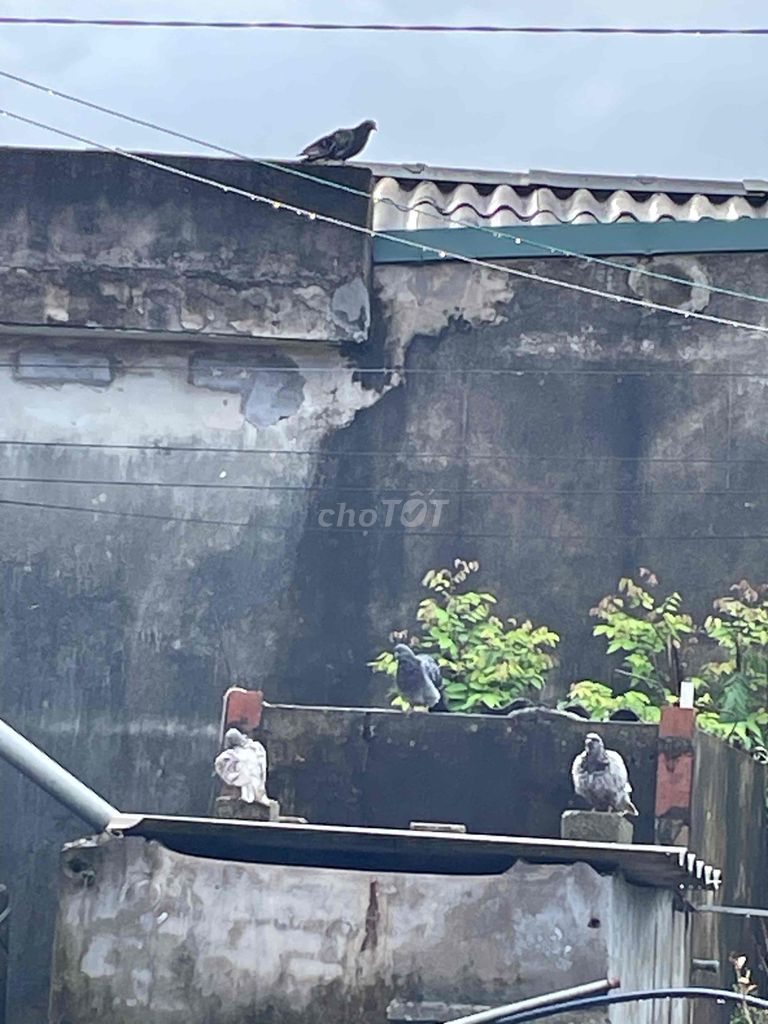 chim Bồ câu. Mua bán Chim tại Huyện Quỳnh Phụ Thái Bình được đăng bởi Anh Quân hình 1