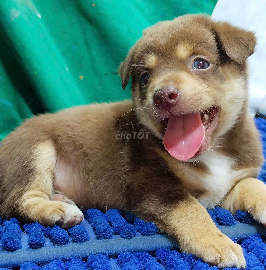 Chó Alaska đực socola mắt xanh ngọc long lanh . Mua bán Chó tại Quận Bình Tân Tp Hồ Chí Minh được đăng bởi Nguyễn Hằng hình 1