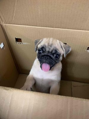 CHÓ PUG MẶT XỆ THUẦN CHỦNG SIÊU DỄ THƯƠNG. Mua bán Chó tại Quận Gò Vấp Tp Hồ Chí Minh được đăng bởi Thư
