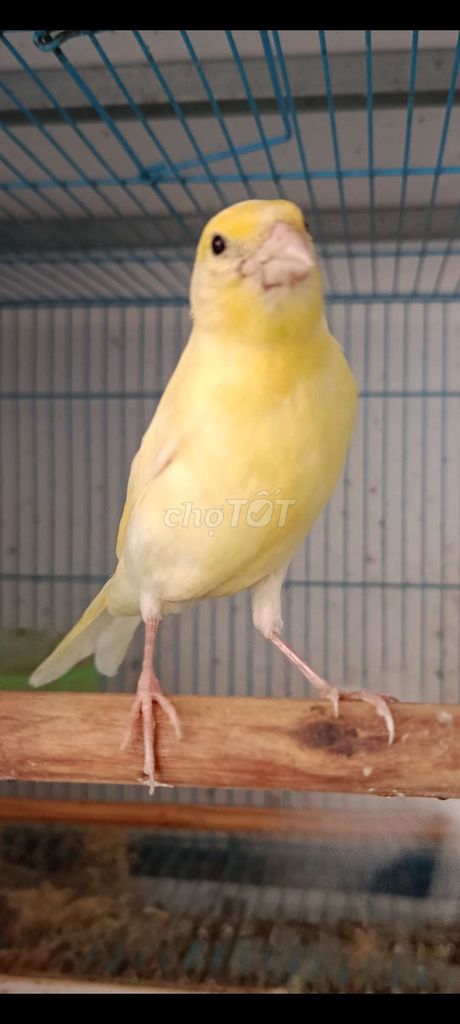 Chim Yến trống 3 tháng màu Vàng. Mua bán Chim tại Quận 12 Tp Hồ Chí Minh được đăng bởi Trâm Nguyên Hoang hình 1