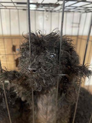 Chó poodle con nhà đẻ thuần chủng ăn khoẻ đã sổ gi. Mua bán Chó tại Huyện Bình Chánh Tp Hồ Chí Minh được đăng bởi Nguyễn Ngọc Kim Thảo 