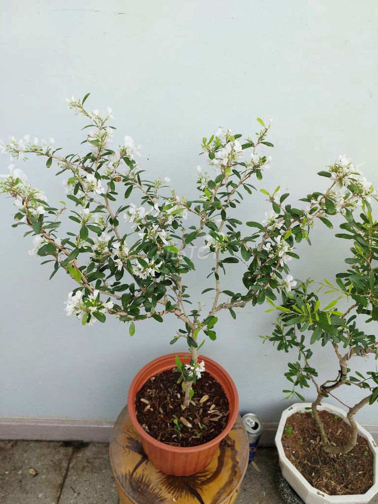 Cặp sam trắng dáng bonsai siêu bông