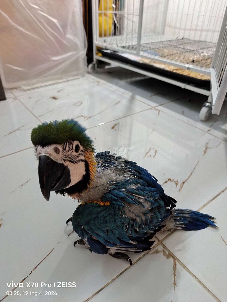 Vẹt Blue Gold 60 ngày tuổi Xanh, vàng. Mua bán Chim tại Quận Bình Tân Tp Hồ Chí Minh được đăng bởi N T P hình 1