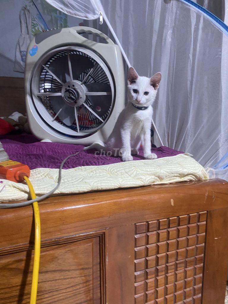 Mèo Đực, Cái Trắng, Đen trắng. Mua bán Mèo tại Quận Ngô Quyền Hải Phòng được đăng bởi Linh Phương hình 1