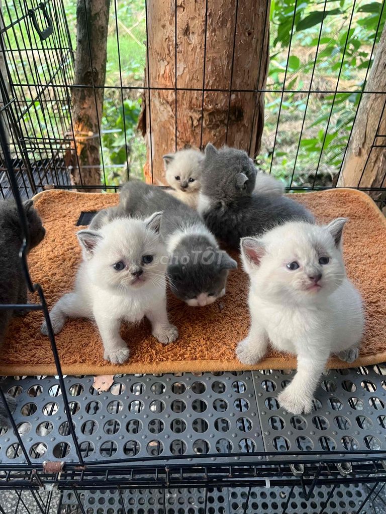 Mèo Anh lông ngắn Đa sắc Mèo con. Mua bán Mèo tại Quận Cái Răng Cần Thơ được đăng bởi Quế Anh hình 1