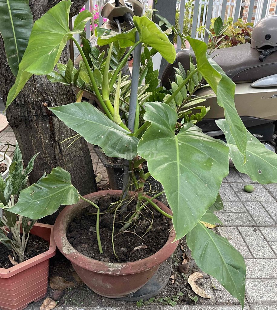 Cây trang trí sân vuờn. Mua bán Cây cảnh, đồ trang trí tại Thành phố Bà Rịa Bà Rịa - Vũng Tàu được đăng bởi jenna nguyen hình 1