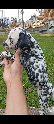 Gu của ai thích Bé Đốm đen mun, dày đặc này ạ?