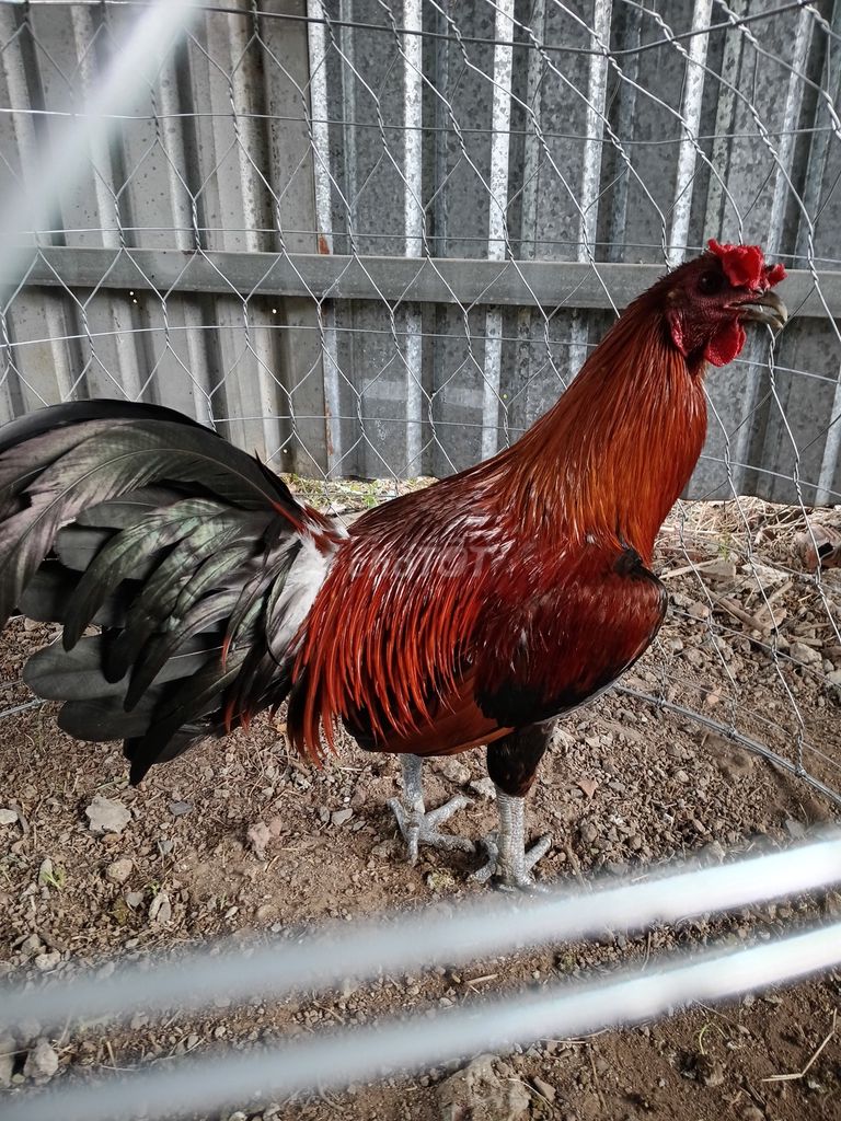 Peru Mỹ  2.9kg. Mua bán Gà tại Thành phố Dĩ An Bình Dương được đăng bởi Đại nguyen hình 1