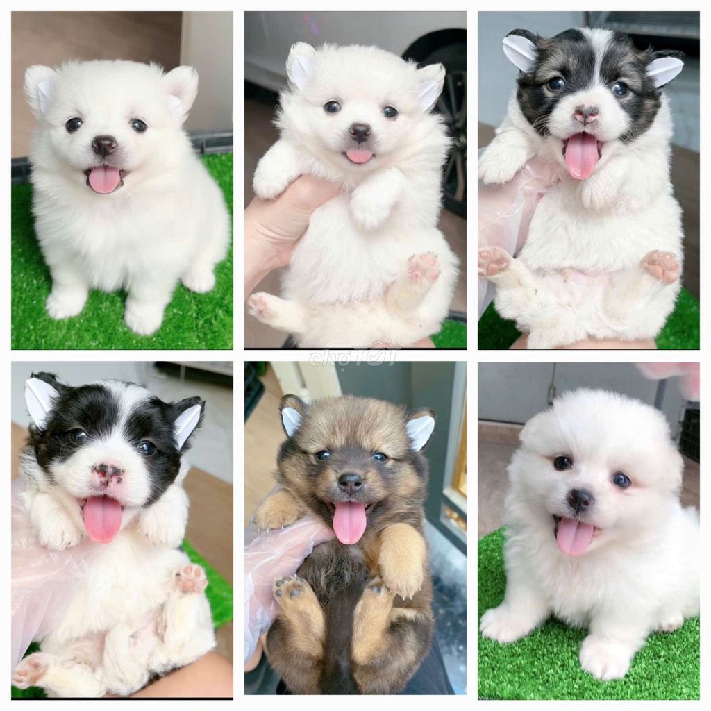 Phóc sóc f, corgi f 65 ngày. Mua bán Chó tại Quận 11 Tp Hồ Chí Minh được đăng bởi Minh nguyễn  hình 1