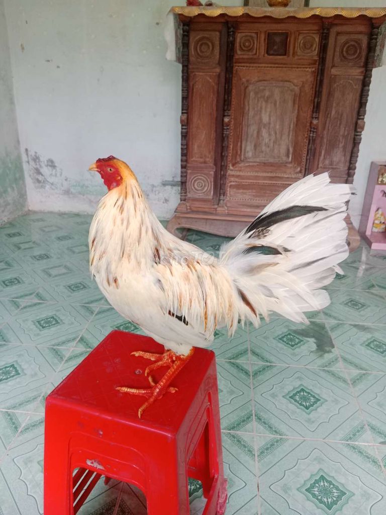 Gà bướm Mỹ 2.7kg trống 5 tháng. Mua bán Gà tại Thị xã Cai Lậy Tiền Giang được đăng bởi Nguyễn Hoang Hải hình 1
