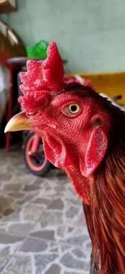 Điều 2k9. Mua bán Gà tại Huyện Bình Chánh Tp Hồ Chí Minh được đăng bởi chiến kê