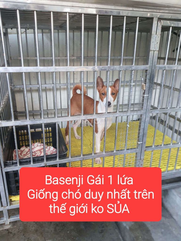 zlo ***. Mua bán Chó tại Thành phố Thái Bình Thái Bình được đăng bởi Anh Xuan hình 1