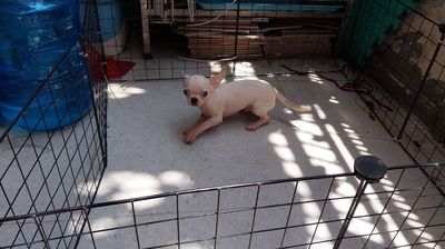 Chihuahua đực 8 tháng