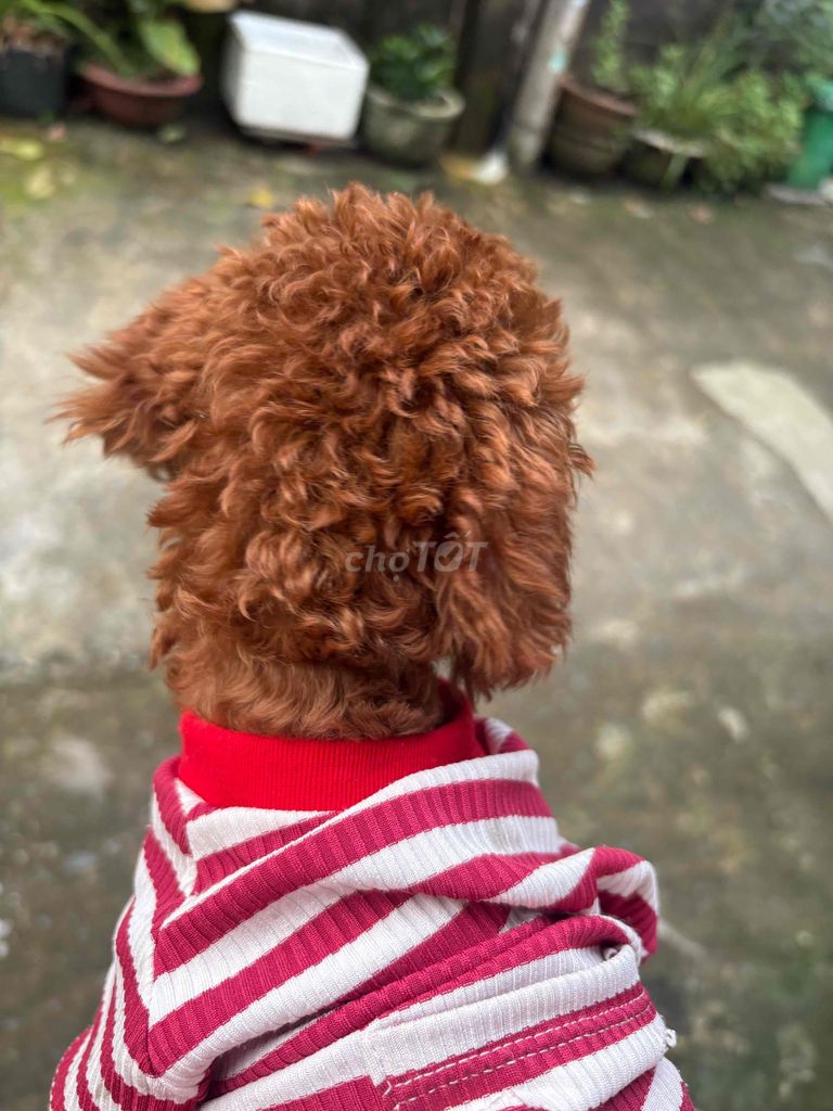 POODLE THUẦN CHỦNG CÁI. Mua bán Chó tại Thành phố Thủ Đức Tp Hồ Chí Minh được đăng bởi Ân Ân hay thanh lý tất tần tật  hình 3